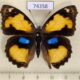 74358p Nymphalidae Junonia hierta hierta Thailand $9