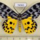74360p Geometridae Dysphania malayanus Vietnam $20