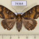 74364p Noctuidae Hypersypnoides punctosa f Vietnam $7