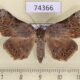 74366p Noctuidae Goniophila excavata Vietnam $12