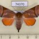 74370p Noctuidae Carea varipes f Vietnam $10