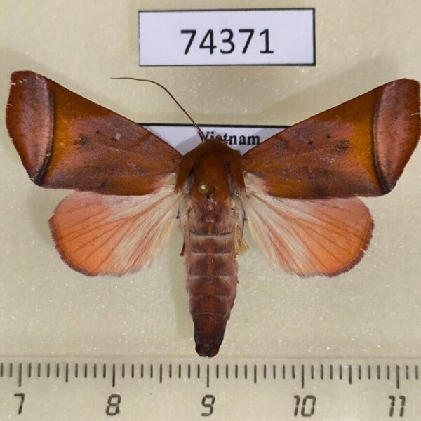 Noctuidae Carea varipes Vietnam