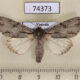 74373p Noctuidae Acronicta sp. Vietnam $10