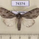 74374p Noctuidae Acronicta sp. Vietnam $10