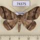 74375p Noctuidae Blasticorhinus varius Vietnam $10