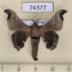 74377p Bombycidae Bombyx pseudohuttoni Vietnam $7