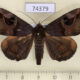 74379p Noctuidae Ommatophora luminosa Vietnam $12