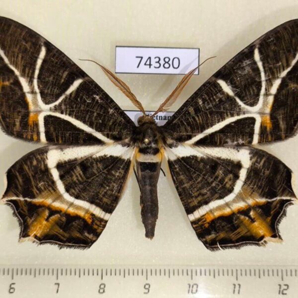 Geometridae Mesastrape fulguraria Vietnam