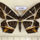 74380p Geometridae Mesastrape fulguraria Vietnam $20