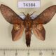 74384p Lasiocampidae Gastropacha leopoldi Vietnam $12