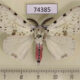 74385p Lymantridae Lymantria bivittata bivittata Vietnam $10