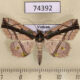 74392p Noctuidae Tamba lala Vietnam $13