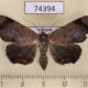 74394p Noctuidae Mecodina albodentata f Vietnam $8