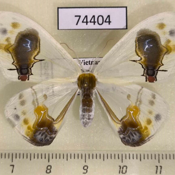 Drepanidae Macrocilix maia f Vietnam