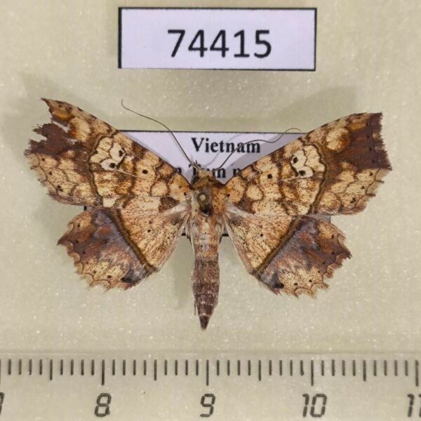 Noctuidae Tamba submicacea Vietnam