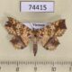 74415p Noctuidae Tamba submicacea Vietnam $12