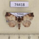 74418p Noctuidae Tamba apicata Vietnam $12