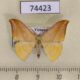 74423p Drepanidae Tridrepana argentistriga Vietnam $6