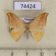 74424p Drepanidae Tridrepana argentistriga Vietnam $6