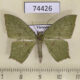 74426p Geometridae Dooabia plana Vietnam $7