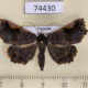 74430p Noctuidae Pangrapta sp. Vietnam $12