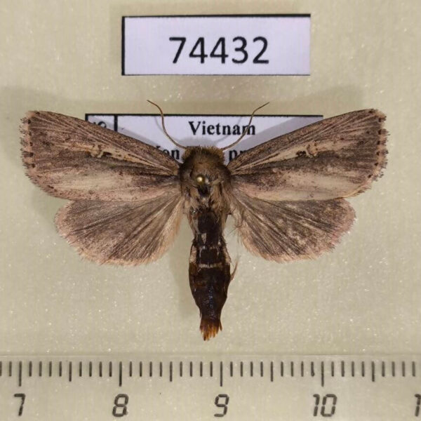 Noctuidae Sesamia sp. nigropunctata Vietnam