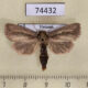 74432p Noctuidae Sesamia sp. nigropunctata Vietnam $10