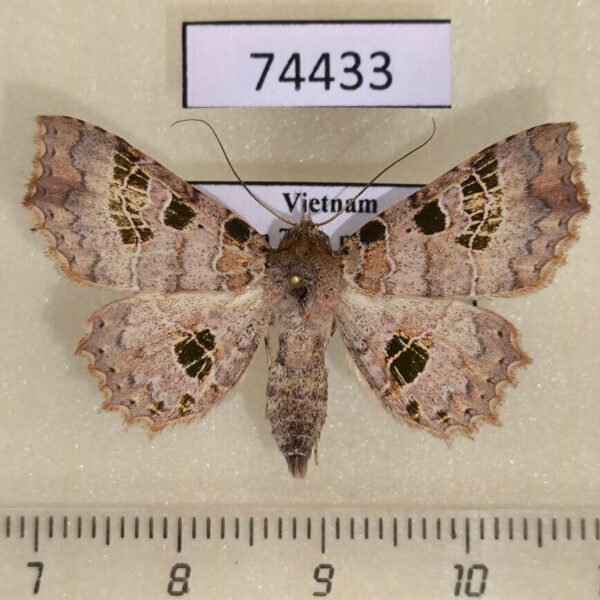 Noctuidae Tamba delicata Vietnam