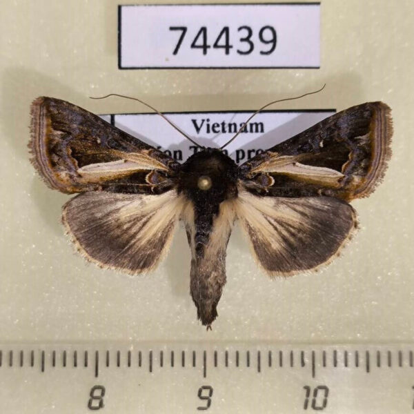 Noctuidae Thysanoplusia lectula Vietnam