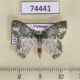 74441p Geometridae Eucyclodes albisparsa Vietnam $5