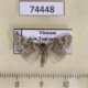 74448p Noctuidae Meganola scriptoides Vietnam $12
