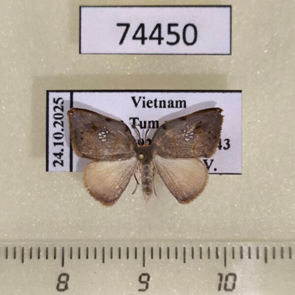 Drepanidae sp. Vietnam