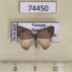 74450p Drepanidae sp. Vietnam $5
