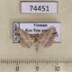 74451p Noctuidae Hypenagonia sp. Vietnam $10
