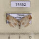 74452p Noctuidae Hypenagonia brachypalpia Vietnam $12