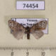 74454p Noctuidae Meganola scriptoides Vietnam $5