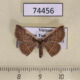 74456p Noctuidae Oruza costata Vietnam $15