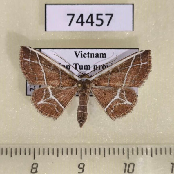 Noctuidae Aventiini sp. Vietnam