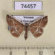 74457p Noctuidae Aventiini sp. Vietnam $15
