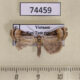 74459p Noctuidae Chorsia albicincta Vietnam $3