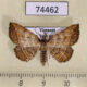 74462p Noctuidae Polypogon sp. Vietnam $8