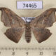 74465p Drepanidae sp. Vietnam $18