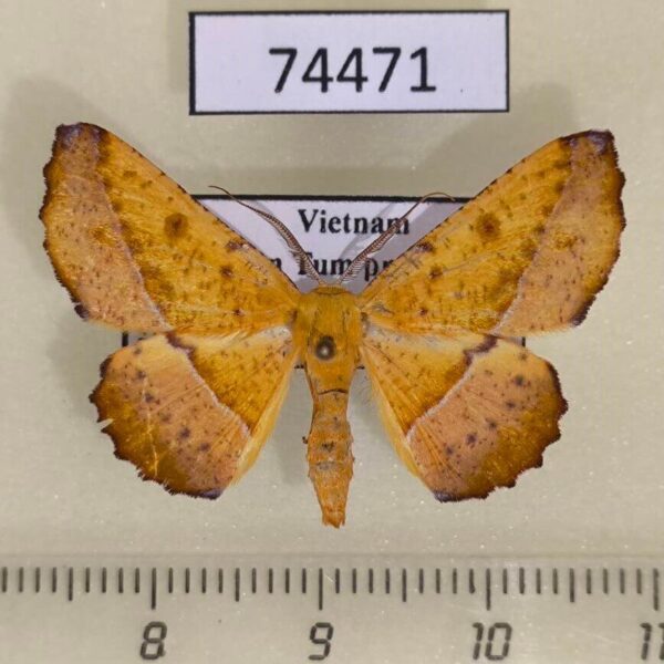 Geometridae sp. Vietnam