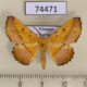 74471p Geometridae sp. Vietnam $8