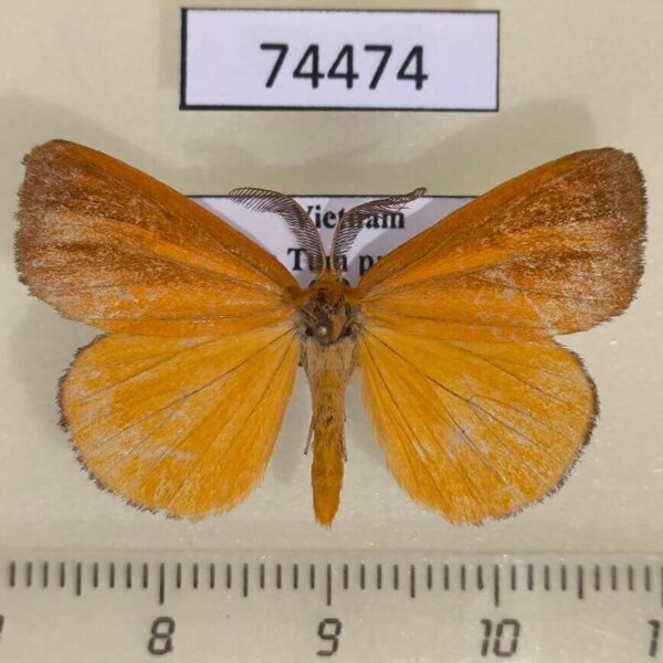 Lymantridae Pantana substrigosa Vietnam