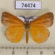 74474p Lymantridae Pantana substrigosa Vietnam $9