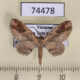 74478p Geometridae Ziridava kanshireiensis Vietnam $5