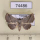 74486p Noctuidae Eublemma versicolor Vietnam $25