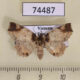 74487p Noctuidae Tamba apicata f Vietnam $14