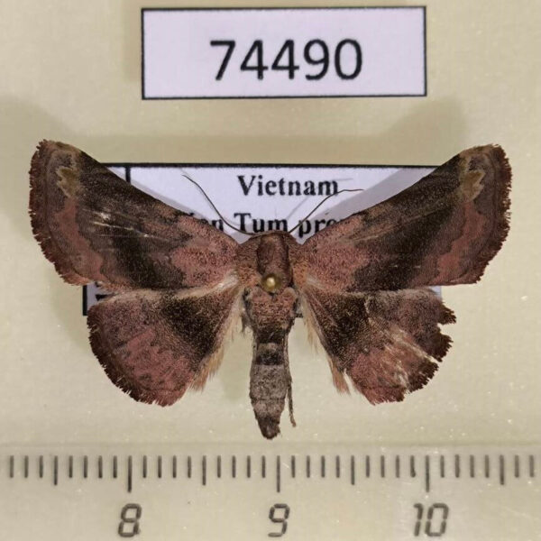 Noctuidae sp. Vietnam